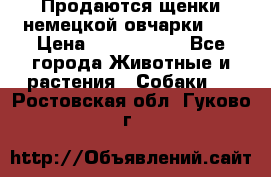 Продаются щенки немецкой овчарки!!! › Цена ­ 6000-8000 - Все города Животные и растения » Собаки   . Ростовская обл.,Гуково г.